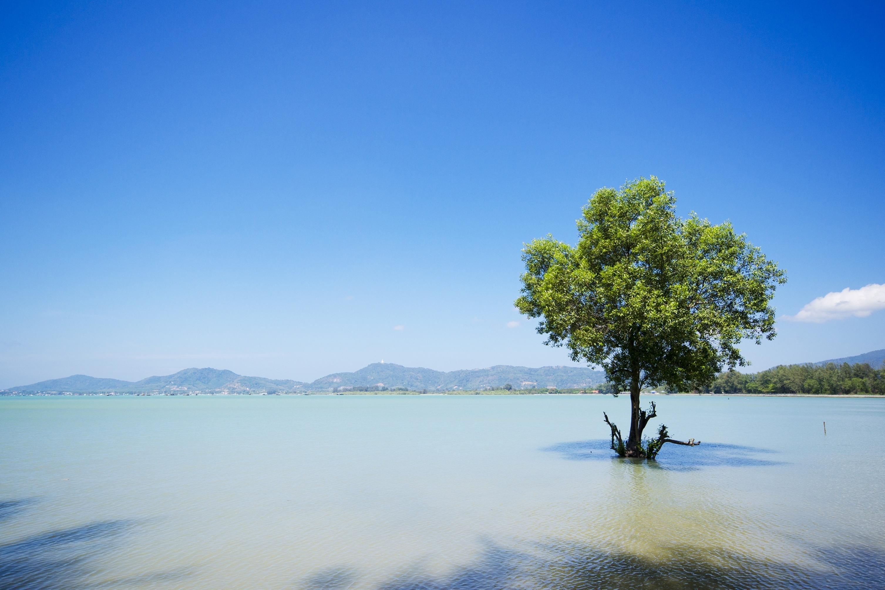 The Mangrove By Blu Monkey Phuket - Sha Extra Plus Panwa Beach Eksteriør bilde